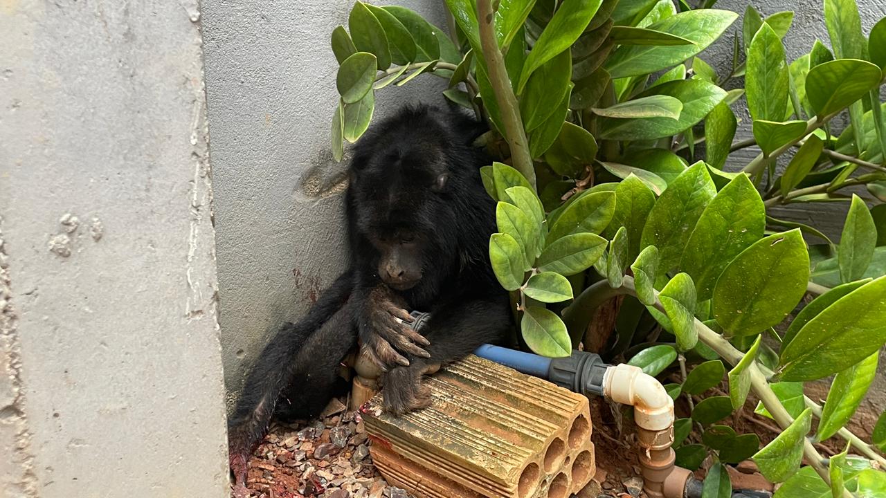Macaco ferido é resgatado por bombeiros no Jardim Tropical, em Sorriso