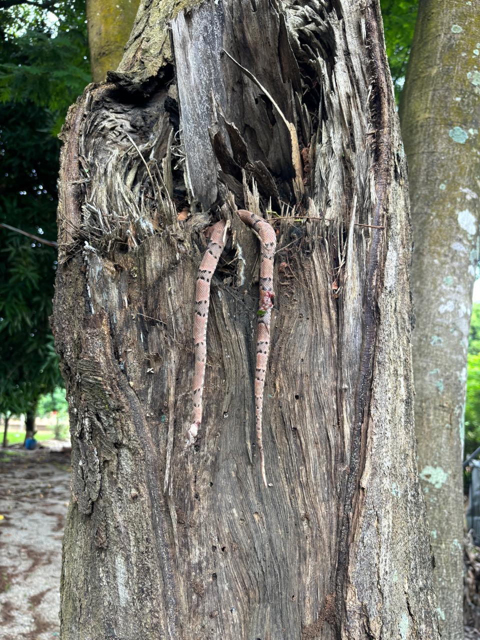 Trabalhador é atacado por jararaca em propriedade rural e levado ao Hospital Regional de Sorriso