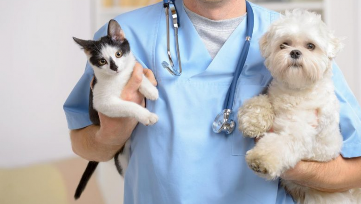 Sorriso: município abre credenciamento de clínicas para castração e microchipagem de cães e gatos