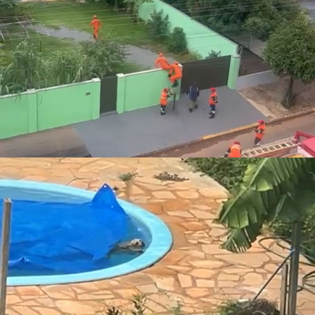 Cachorro é resgatado de afogamento em piscina por bombeiros em Sorriso