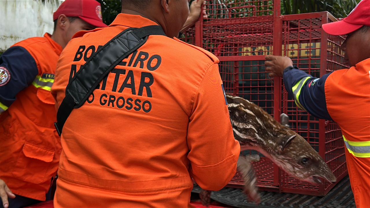 Anta é resgatada pelo Corpo de Bombeiros após ser encontrada dentro de residência em Sorriso