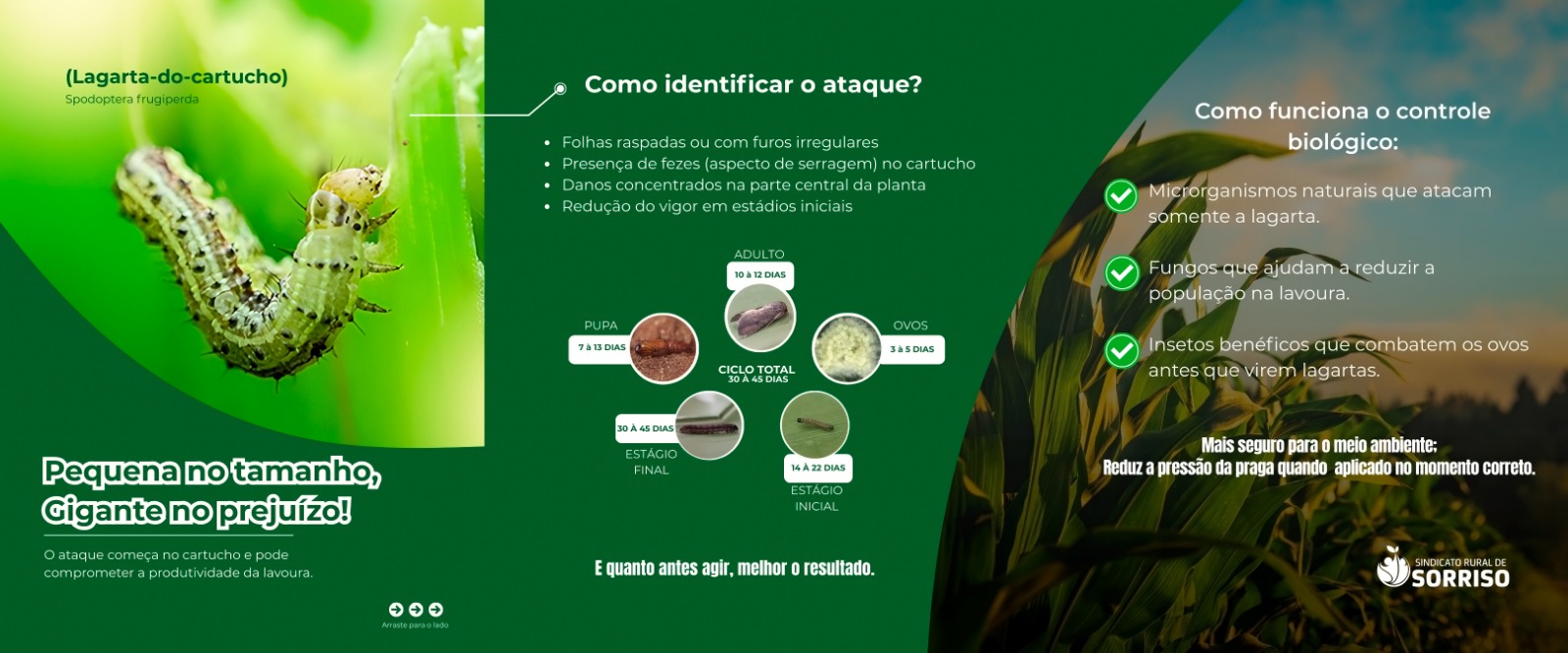 Produtores rurais vivem drama no campo com ataques da lagarta-do-cartucho na safra de milho