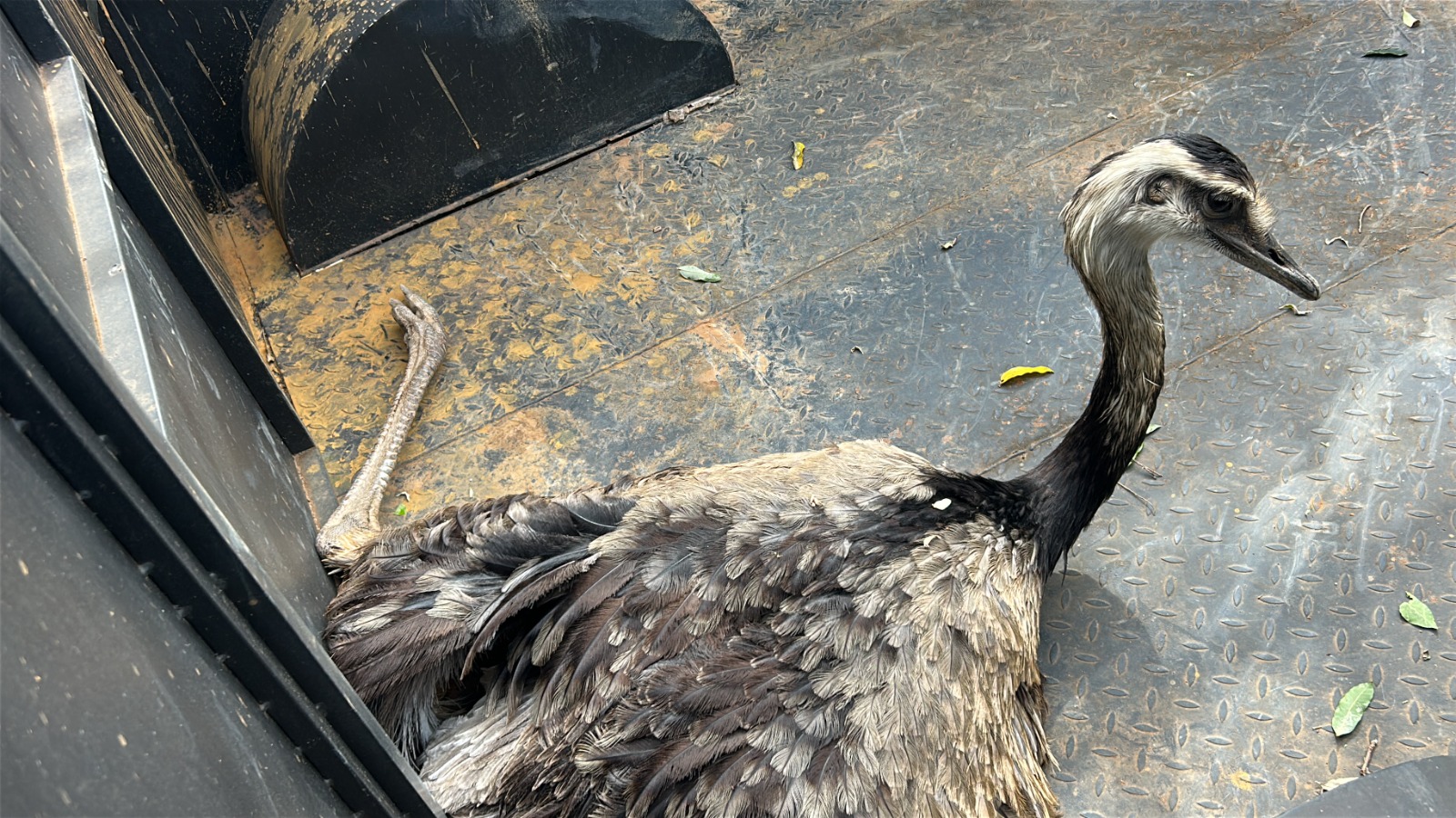 Ema ferida é resgatada às margens da BR-163 entre Sorriso e Lucas do Rio Verde
